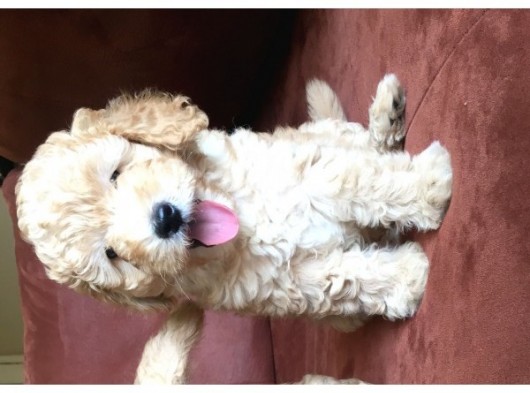 Safkan Toypoodle görsel