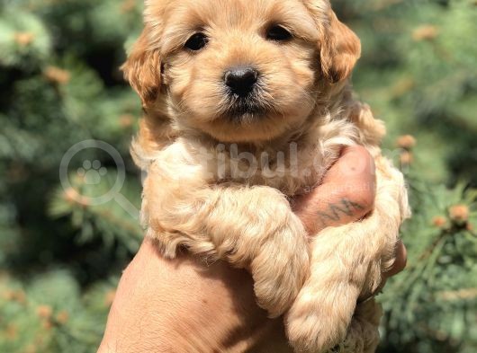 Orjinal Maltıpoo Güzelliği görsel