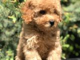 Latte Renk Orjinal Toy Poodle Yavrumuz