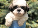 Triecolor Xsmall Morkie