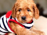 Show Kali̇te Maltipoo Bebekler