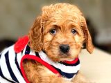 Show Kali̇te Maltipoo Bebekler