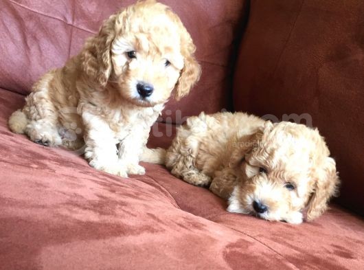 Safkan Toypoodle görsel