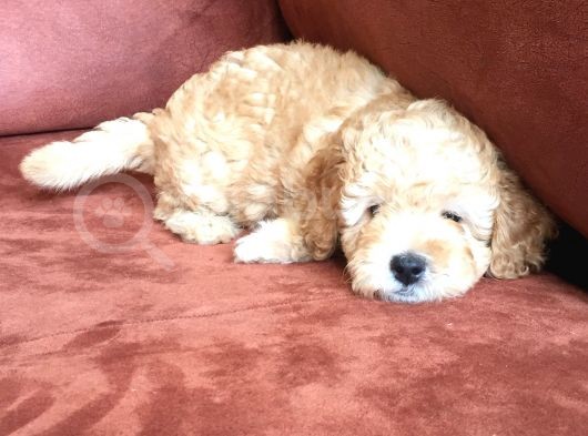 Safkan Toypoodle görsel