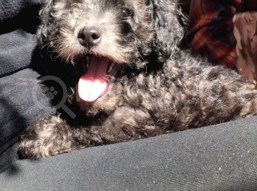 Safkan Toypoodle görsel