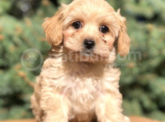 Dizayn Irk Maltıpoo Yavrularımız görsel