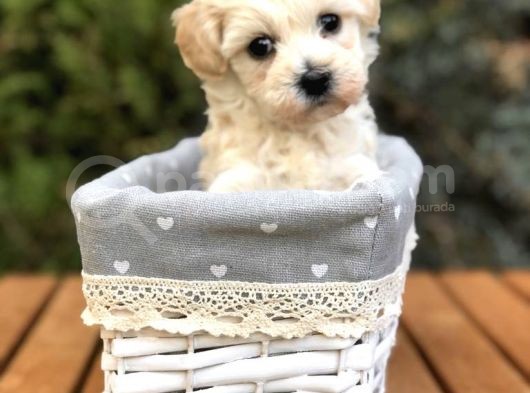 Ankaranın En Güzel Maltıpoo Yavruları görsel