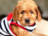 Show Kali̇te Maltipoo Bebekler