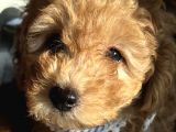 2 Aylik Erkek Toy Poodle