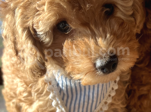 2 Aylik Erkek Toy Poodle görsel