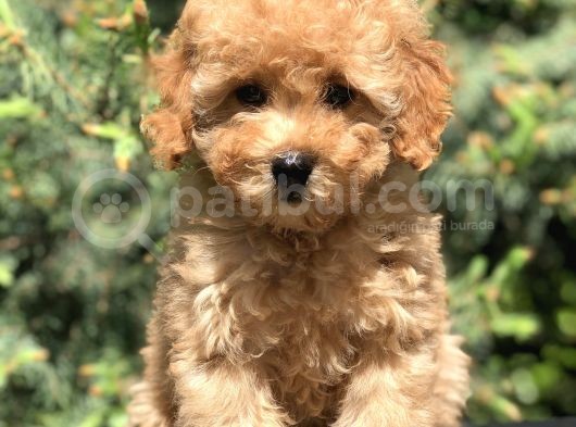 Latte Renk Orjinal Toy Poodle Yavrumuz