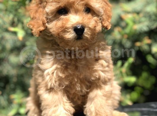 Latte Renk Orjinal Toy Poodle Yavrumuz görsel