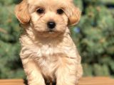 Dizayn Irk Maltıpoo Yavrularımız