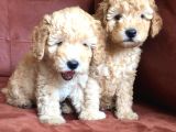 Safkan Toypoodle