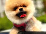 İki Adet Irk Garantili Dişi Saf Pomeranian Boo Yavrularımız