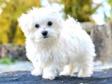 Maltese Terrier Yavrularımız