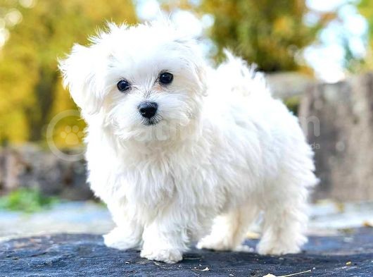 Maltese Terrier Yavrularımız görsel