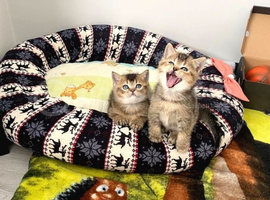 2 Adet Erkek  Scotish Stranght Golden Black Shaded Yeni̇ Yuvalarina Gi̇tmeye Hazir Herkesi̇n Bi̇r Kedi̇si̇ Olmali görsel