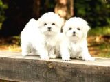 Maltese Terrier Bebeklerımız