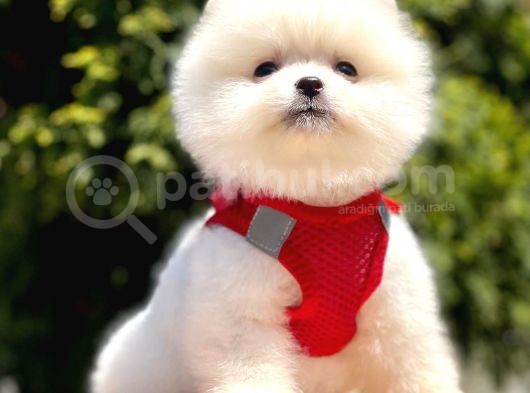 Teddy Face Pomeranian Bol Tüylü görsel