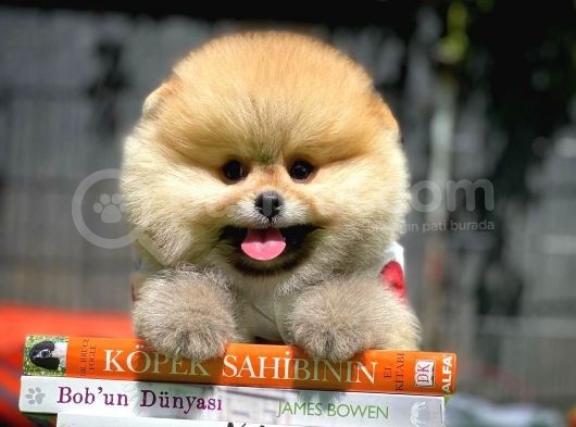Ayı Surat Pomeranian Boo Yavrularımız