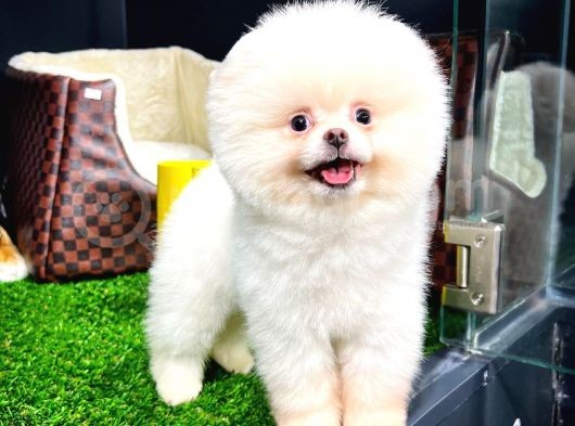 Ayı Surat Pomeranian Boo Yavrularımız görsel
