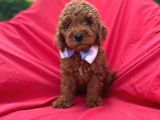 Anne Altindan Red Toy Poodle Yavrulari
