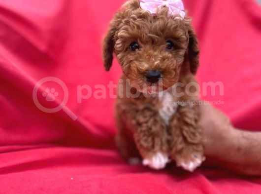 Di̇şi̇ Party Color Toy Poodle görsel