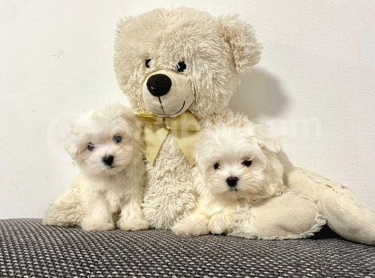 Kar Beyaz Maltese Mini Yavrular