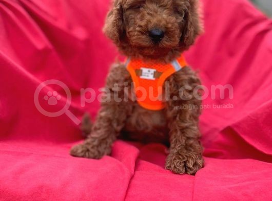 Red Toy Poodle Yavrulari