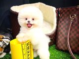 Ayı Surat Pomeranian Boo Yavrularımız