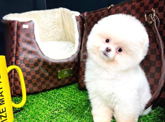 Ayı Surat Pomeranian Boo Yavrularımız görsel
