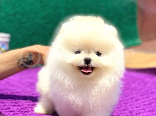 Pomeranian Boo Teddy Face Dişi Yavrumuz görsel
