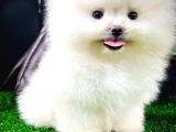 Irk Ve Sağlık Garantili Pomeranian Boo Yavrularımız