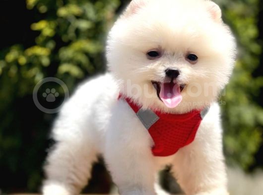 Teddy Face Pomeranian Bol Tüylü