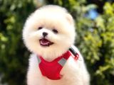 Teddy Face Pomeranian Bol Tüylü