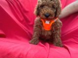 Red Toy Poodle Yavrulari