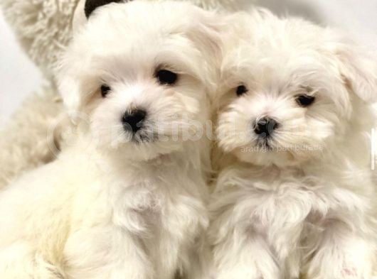 Kar Beyaz Maltese Mini Yavrular görsel