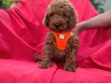 Red Toy Poodle Yavrulari