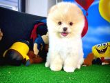 Ayı Surat Pomeranian Boo Yavrularımız