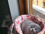 2 Scottish Fold Yavru
