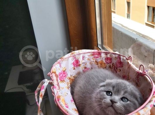 2 Scottish Fold Yavru görsel