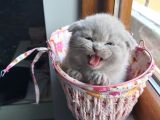 2 Scottish Fold Yavru