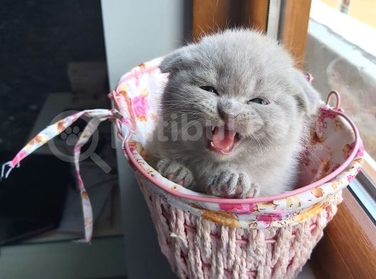 2 Scottish Fold Yavru görsel