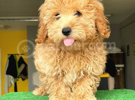 Orji̇nal Malti̇po görsel