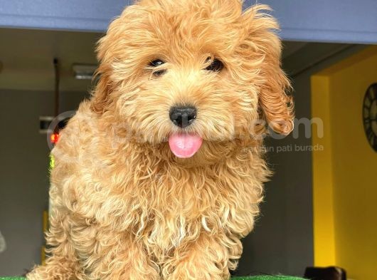 Orji̇nal Malti̇po görsel