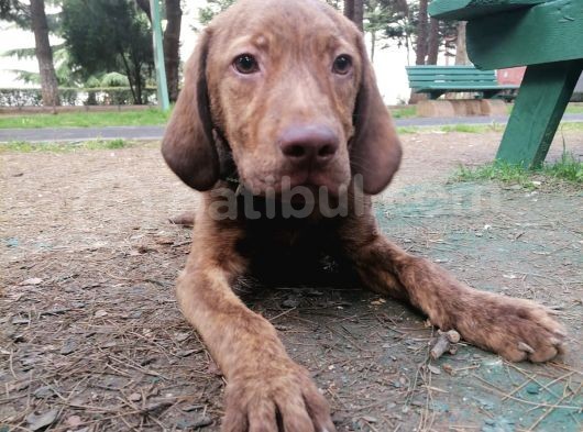 Sevimli Labrador Yavrularımız