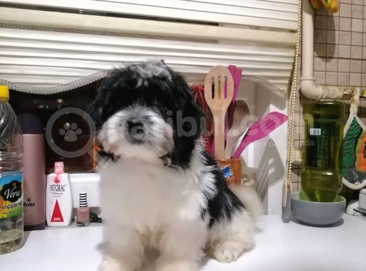 Sevimli Havanise Terrier Yavrularımız görsel