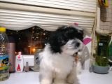 Sevimli Havanise Terrier Yavrularımız