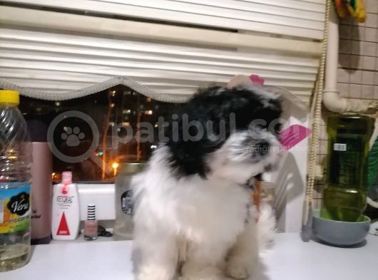 Sevimli Havanise Terrier Yavrularımız görsel